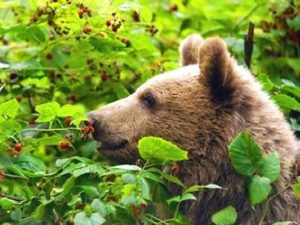 Медведь в малиннике фото